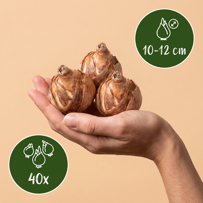 Botanische Narzissen Mischung – Narcissus online kaufen | 40 bis 160 Blumenzwiebeln, zierlich &amp; stark verwildernd – Wurzelwerk Design