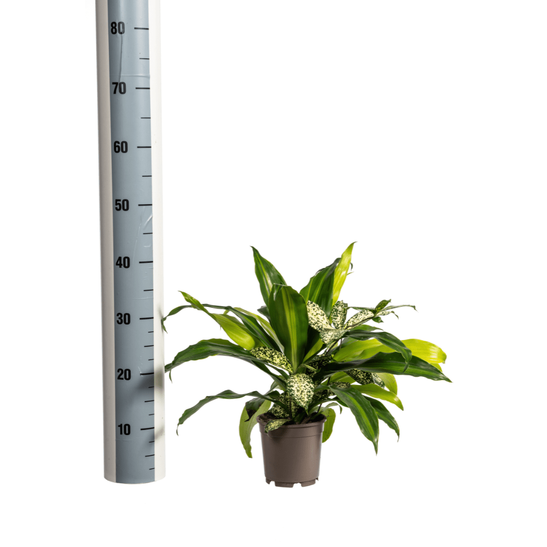 Mixed Combo Ø 17 cm - Höhe 55 - 65 cm - Wurzelwerk Design