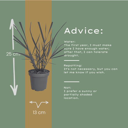 Ziergras Rotstrahlbusch kaufen | 3× Panicum virgatum, Ø 12 cm