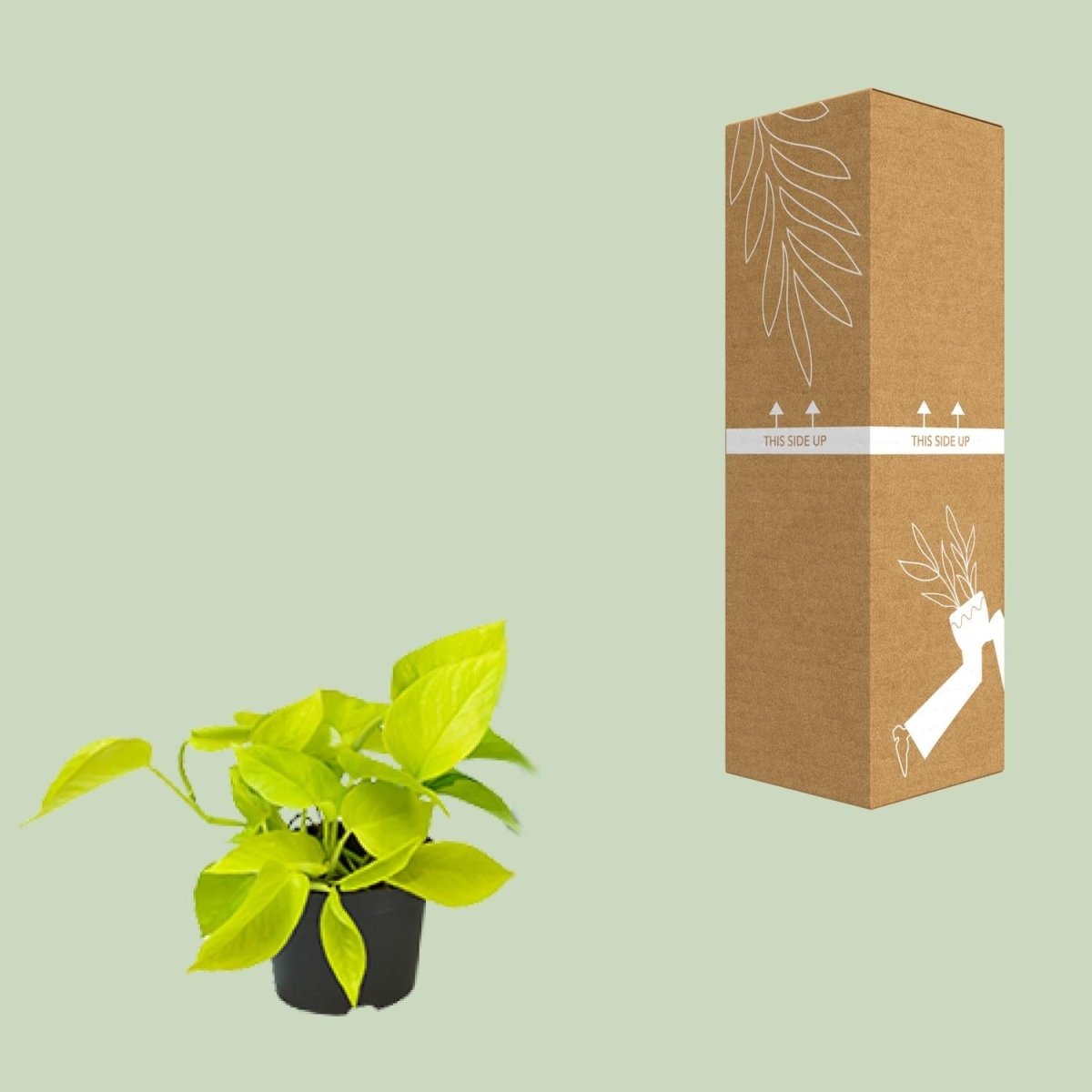 Epipremnum Golden Pothos - Scindapsus - PROMO - Ø12 - ↕15cm - Wurzelwerk Design
