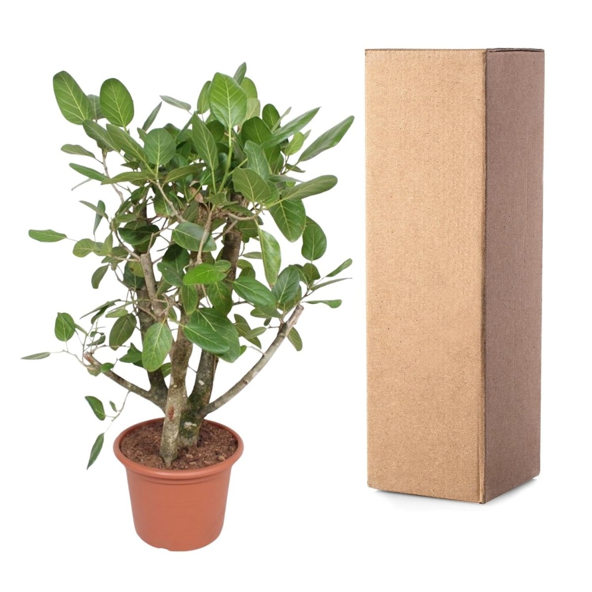 Ficus Benghalensis verzweigt 140 - 200cm – Exotische Zimmerpflanze - Wurzelwerk Design