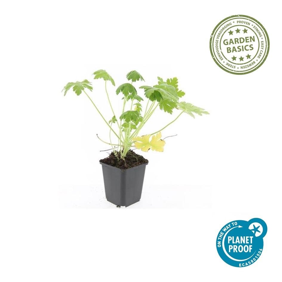 24x Geranium macr. ‘Spessart’ - Höhe 10 - 25 cm - Ø 9 cm - Wurzelwerk Design