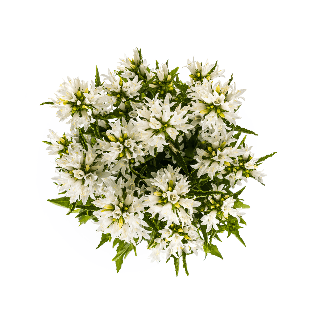Knäuel - Glockenblume „Genti“ Ø 19 cm - Höhe 30 - 40 cm - Wurzelwerk Design