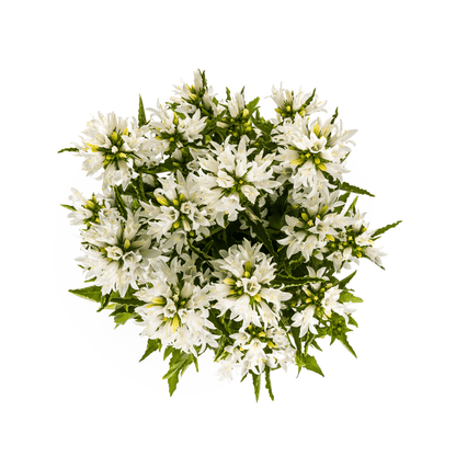 Knäuel - Glockenblume „Genti“ Ø 19 cm - Höhe 30 - 40 cm - Wurzelwerk Design