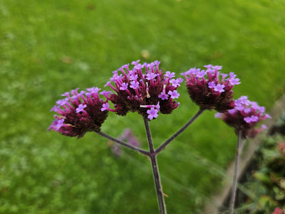 24x Verbena bonariensis – Argentinisches Eisenkraut für Präriegärten &amp; Beete – Höhe 10–25 cm – Ø 9 cm