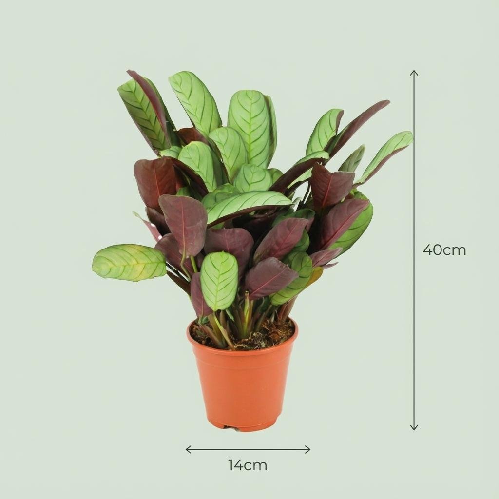 Zwei Ctenanthe Amagris Pflanzen in Töpfen, Durchmesser 14 cm, Höhe 25-35 cm, grüne Blätter, Everspring Marke