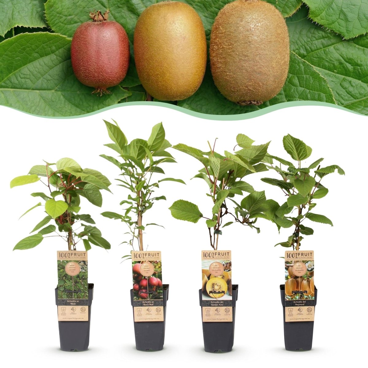 Kiwi kaufen | Actinidia Set Weiki + Hayward + Ken’s Red + Golden – 1 männlich + 3 weiblich - Wurzelwerk Design