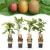 Everspring Kiwi-Set mit weiblichen und männlichen Actinidia-Sorten: Weiki, Hayward, Ken’s Red, Golden, in Pflanzenkübel.