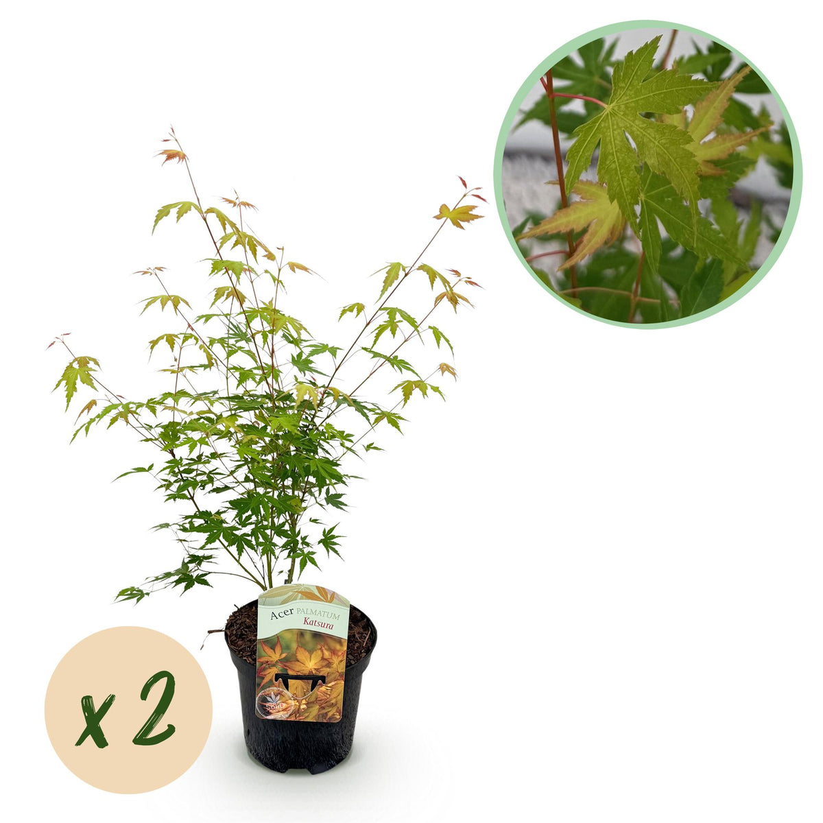 Zwei japanische Ahorn Katsura mit orangefarbenem Laub, topf 19cm, Höhe 70cm, laubabwerfend, von Everspring.
