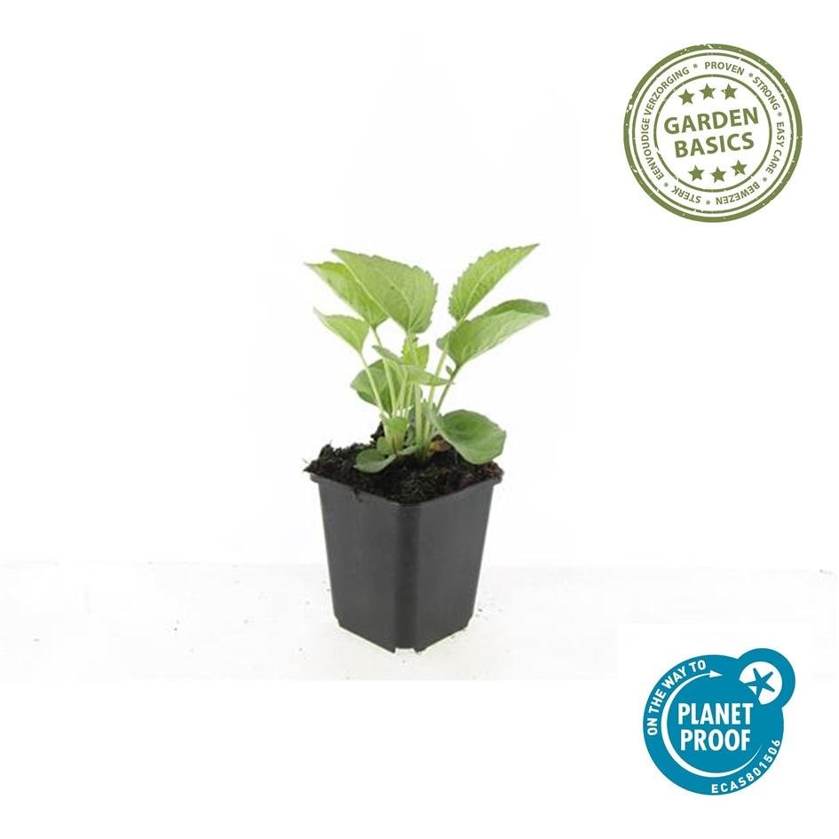24x Echinacea purpurea ‘Magnus’ – Purpur - Sonnenhut für Staudenbeete &amp; Naturgärten – Höhe 10–25 cm – Ø 9 cm - Wurzelwerk Design