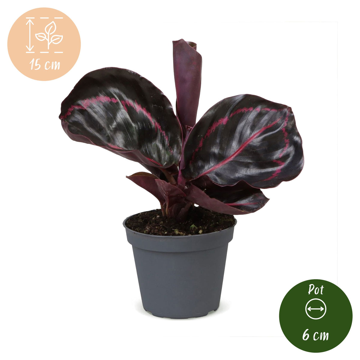 Calathea &