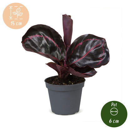 Calathea &
