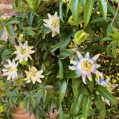 Passionsblume Passiflora Tricolour | Rosa - Weiß - Lila Blüten – 3 Pflanzen 40 cm Ø11 cm Topf - Wurzelwerk Design