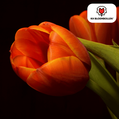 Gefranste Tulpenzwiebeln Dafeng in Orange-Rot, 20 Stück, von Everspring, frisch und bereit für die Gartenbepflanzung.