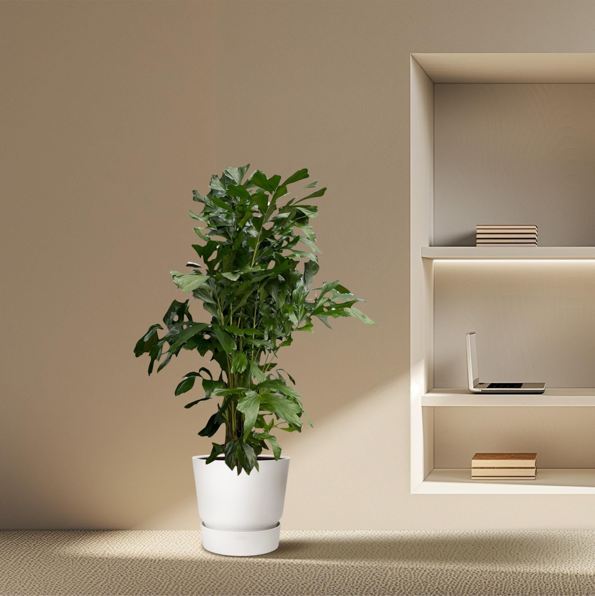 Caryota mitis Fischschwanzpalme, Zimmerpflanze, in verschiedenen Größen, tropische Zimmerpalme von Everspring, grüne Blätter