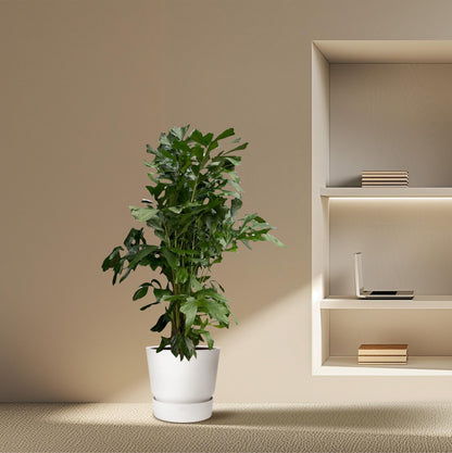 Caryota mitis Fischschwanzpalme, Zimmerpflanze, in verschiedenen Größen, tropische Zimmerpalme von Everspring, grüne Blätter