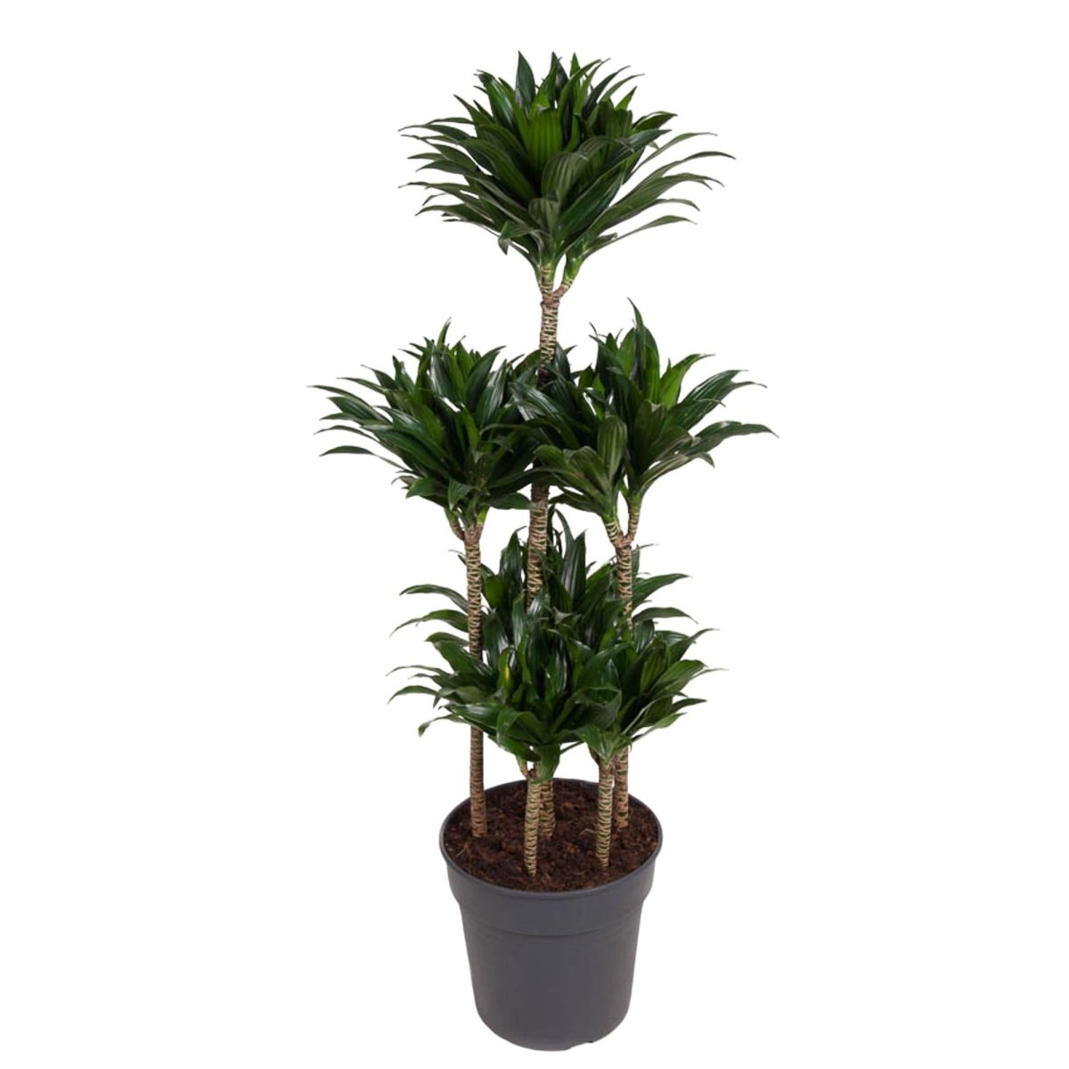 Dracaena Compacta – Pflegeleichte Zimmerpflanze für dein Zuhause - Wurzelwerk Design