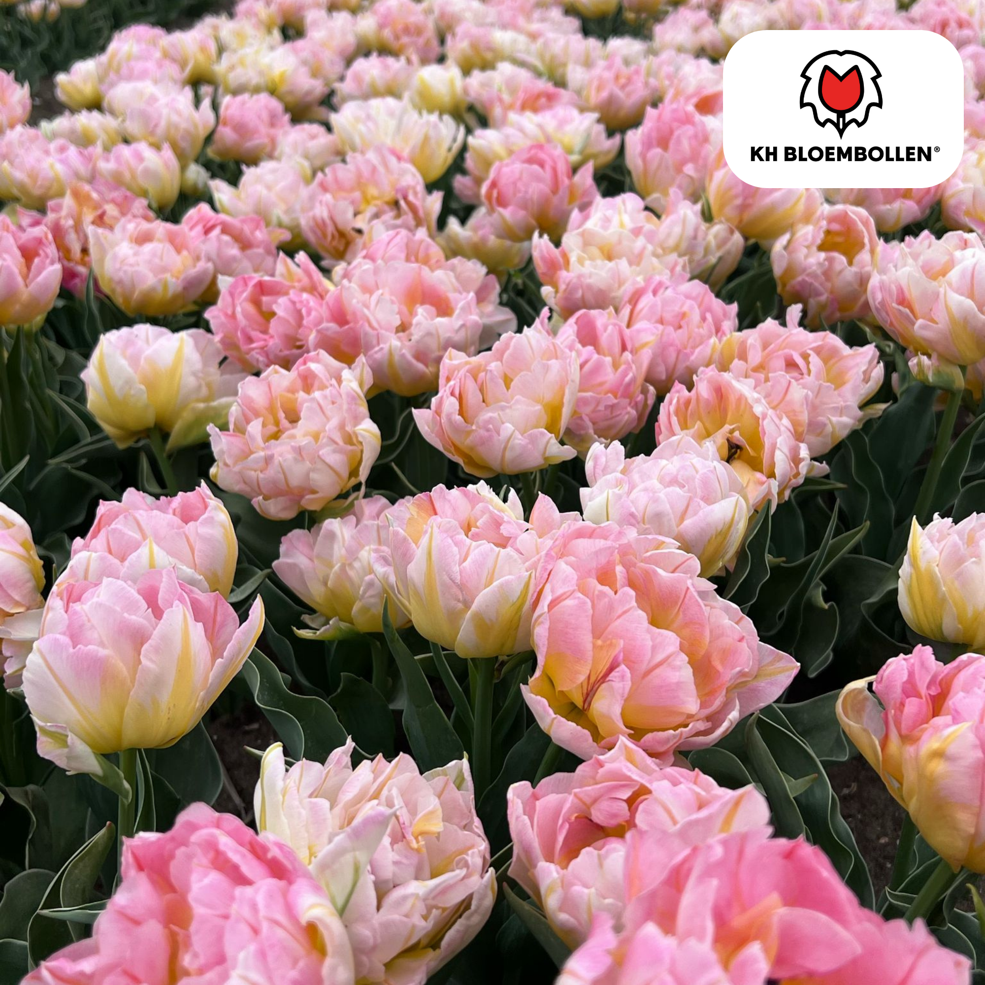 Everspring Tulpenzwiebeln Passwort, 20 Stück, zartrosa und elegant, frische Zwiebeln für schöne Frühlingsblumen.