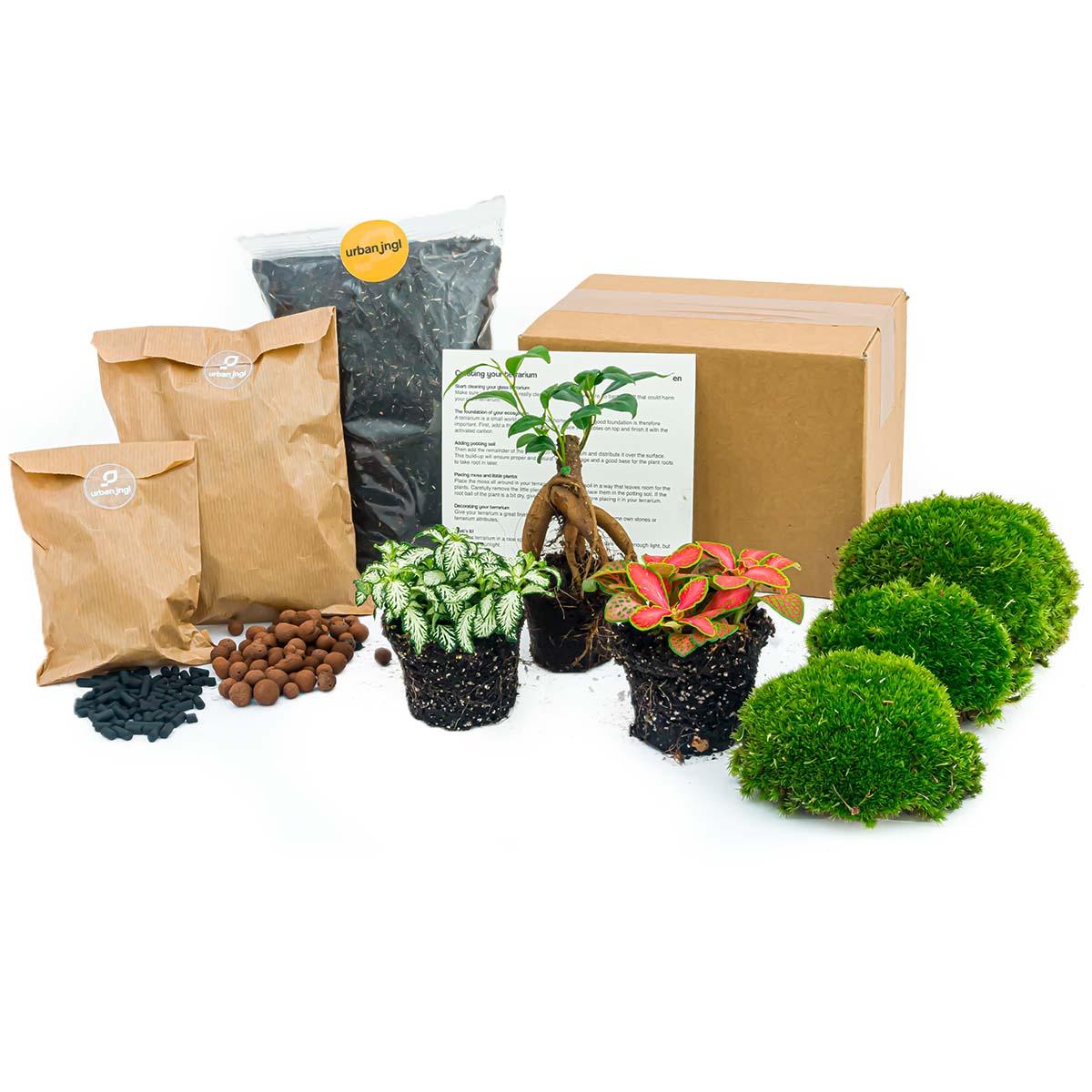 Nachfüllpackung für Pflanzenterrarien und Ficus Ginseng Bonsai Starterset von Everspring, mit Pflanzen und Zubehör.
