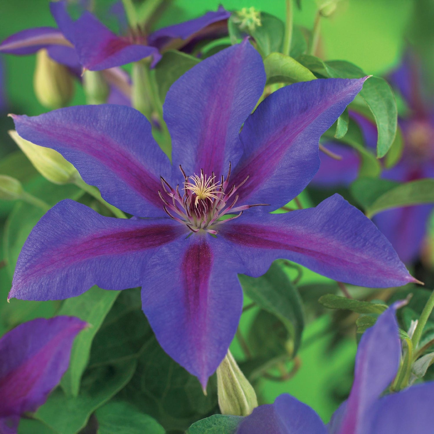 Zwei Clematis Mrs. N. Thompson Kletterpflanzen mit rosa Blüten, Topf 11cm, Höhe 40cm, pflegeleicht, von Everspring