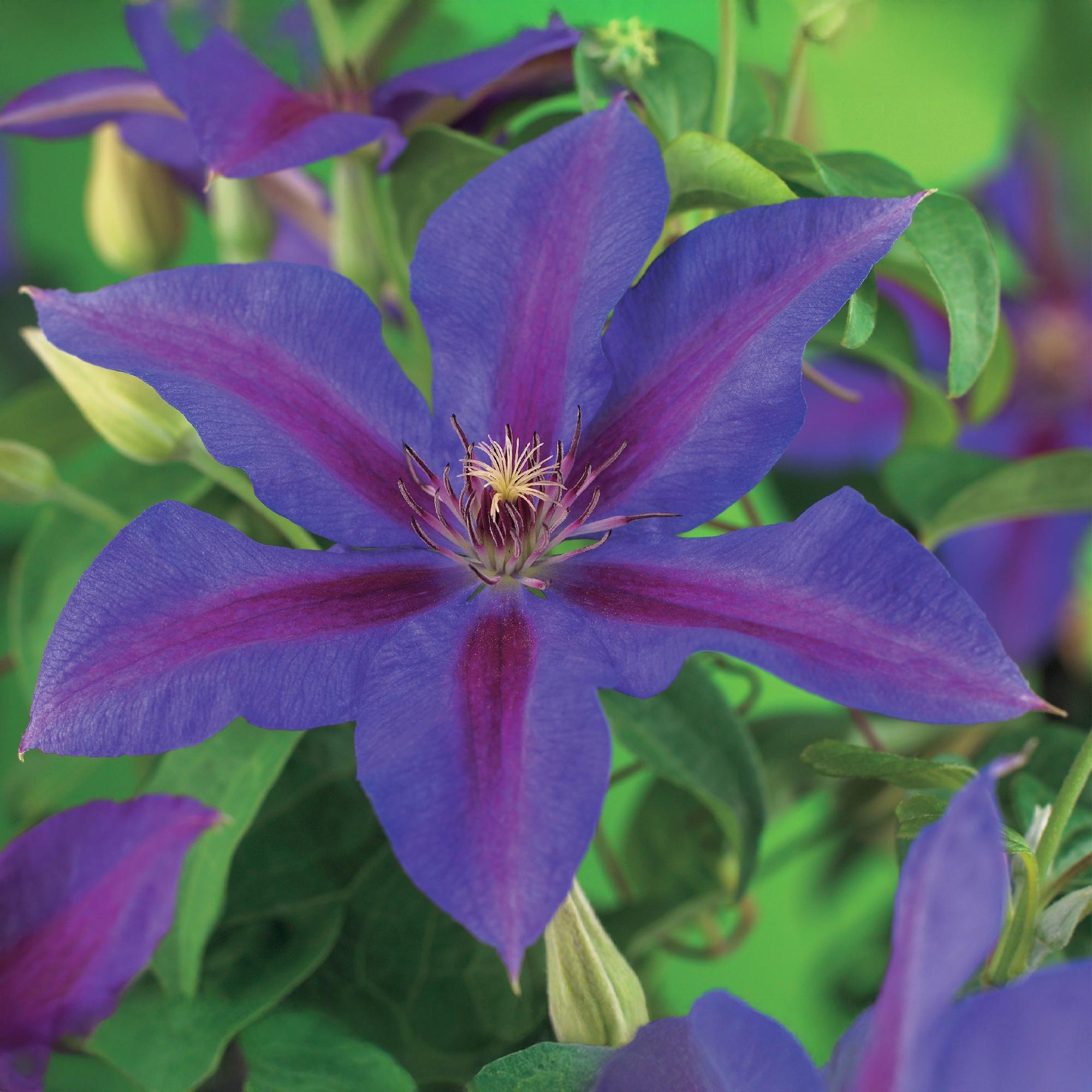 Zwei Clematis Mrs. N. Thompson Kletterpflanzen mit rosa Blüten, Topf 11cm, Höhe 40cm, pflegeleicht, von Everspring