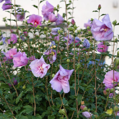 Lavender Chiffon Hibiscus syriacus Pflanze in Topf, winterhart, laubabwerfend, lila Blüten, ca. 90 cm hoch, Everspring