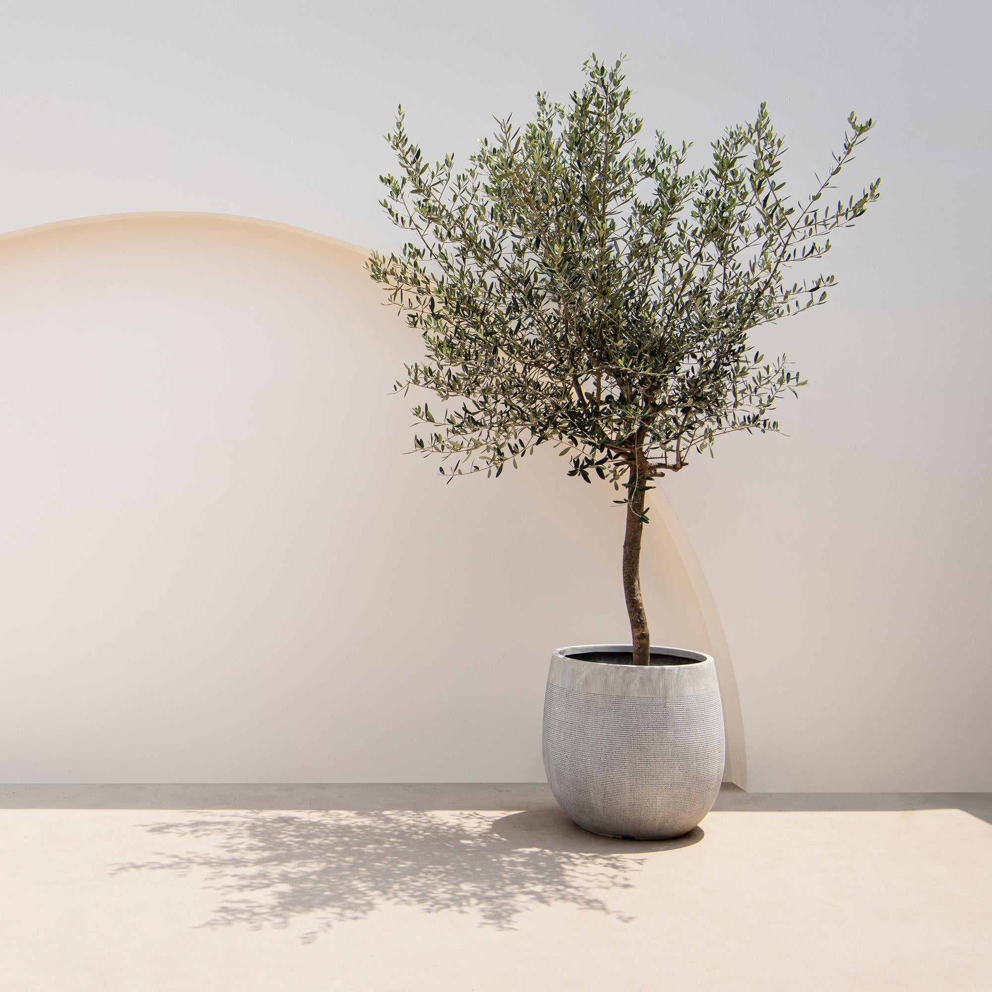 Olivenbaum Olea europaea in Topf, ca. 90 cm hoch, Terrassenpflanze, Everspring, mit grünen Blättern und Ästen