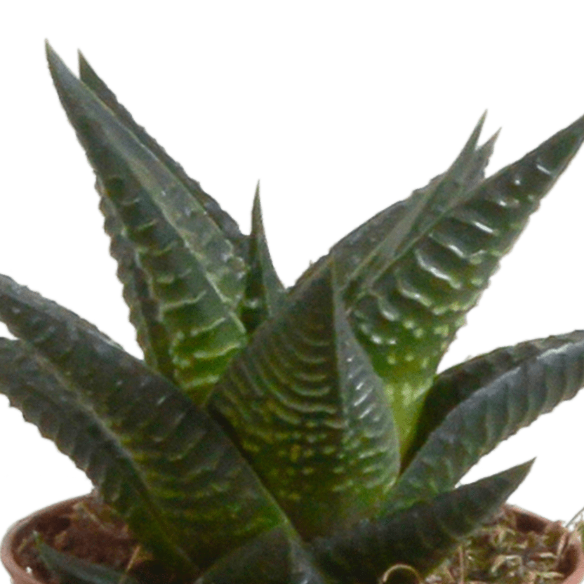 Fünf Everspring Gasteria/Haworthia Pflanzen in weißen Töpfen, ca. 5,5 cm Durchmesser, Nahaufnahme der Sukkulenten