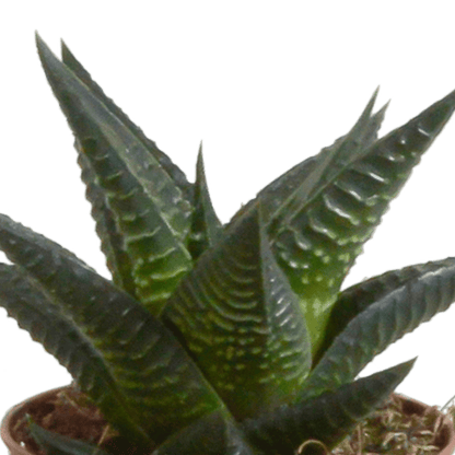 Fünf Everspring Gasteria/Haworthia Pflanzen in weißen Töpfen, ca. 5,5 cm Durchmesser, Nahaufnahme der Sukkulenten