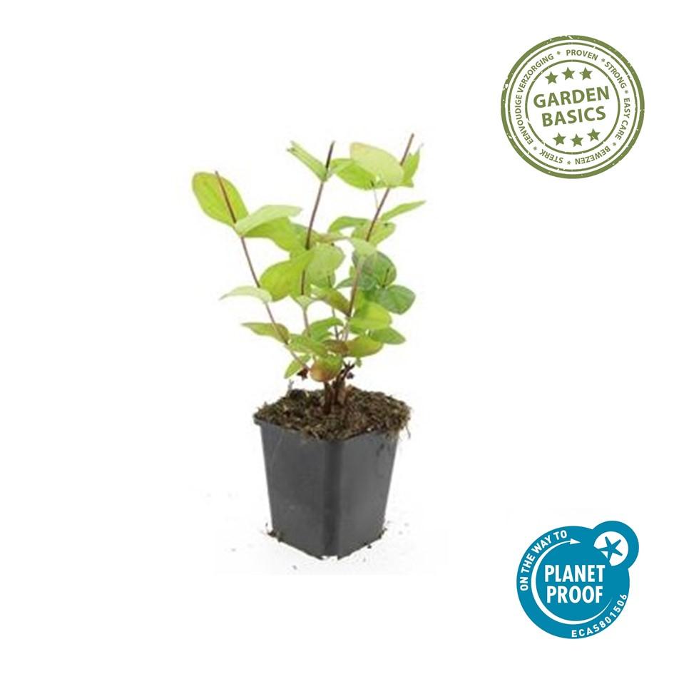 Sechs Hypericum inodorum &