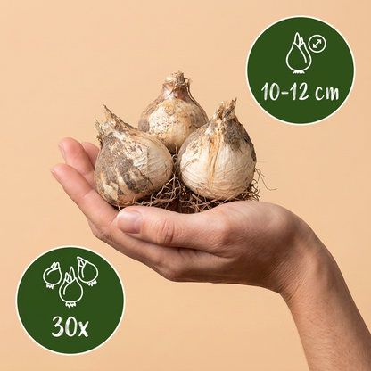 Zierlauch Purple Sensation – Allium aflatunense online kaufen | 30 bis 120 Blumenzwiebeln, violett &amp; bienenfreundlich – Wurzelwerk Design