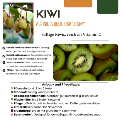 3 x Bio-Kiwipflanzen – Ø 13 cm – ↨ 20 cm – Gartenpflanze im Topf, ideal для Beet, Balkon oder Terrasse