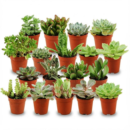 Mini Sukkulenten-Mix von Everspring, 18 kleine Pflanzen mit Ø 5,5 cm und 5-10 cm Höhe, auf einem Tisch arrangiert.