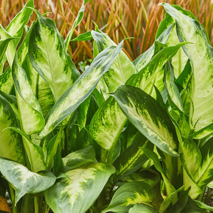 Diefenbachia Camilla im Korb, Everspring Pflanze, grüne Blätter, Höhe 45-50 cm, Zimmerpflanze, Topfpflanze