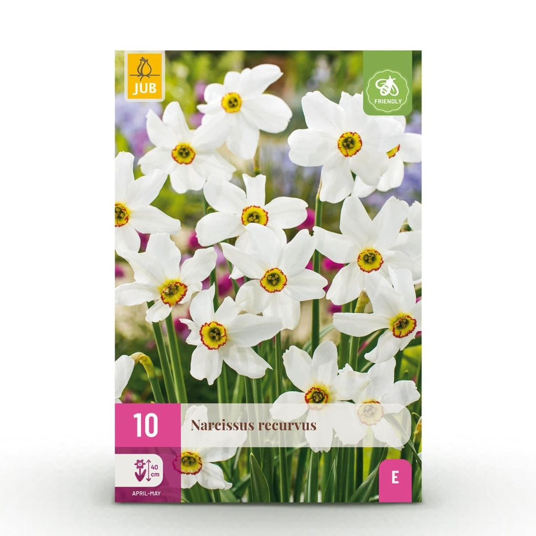 Blumenzwiebeln Narzisse Recurvus | 10 Stück Weiß – Zwiebelgröße 12/14 – XXL Pack - Wurzelwerk Design