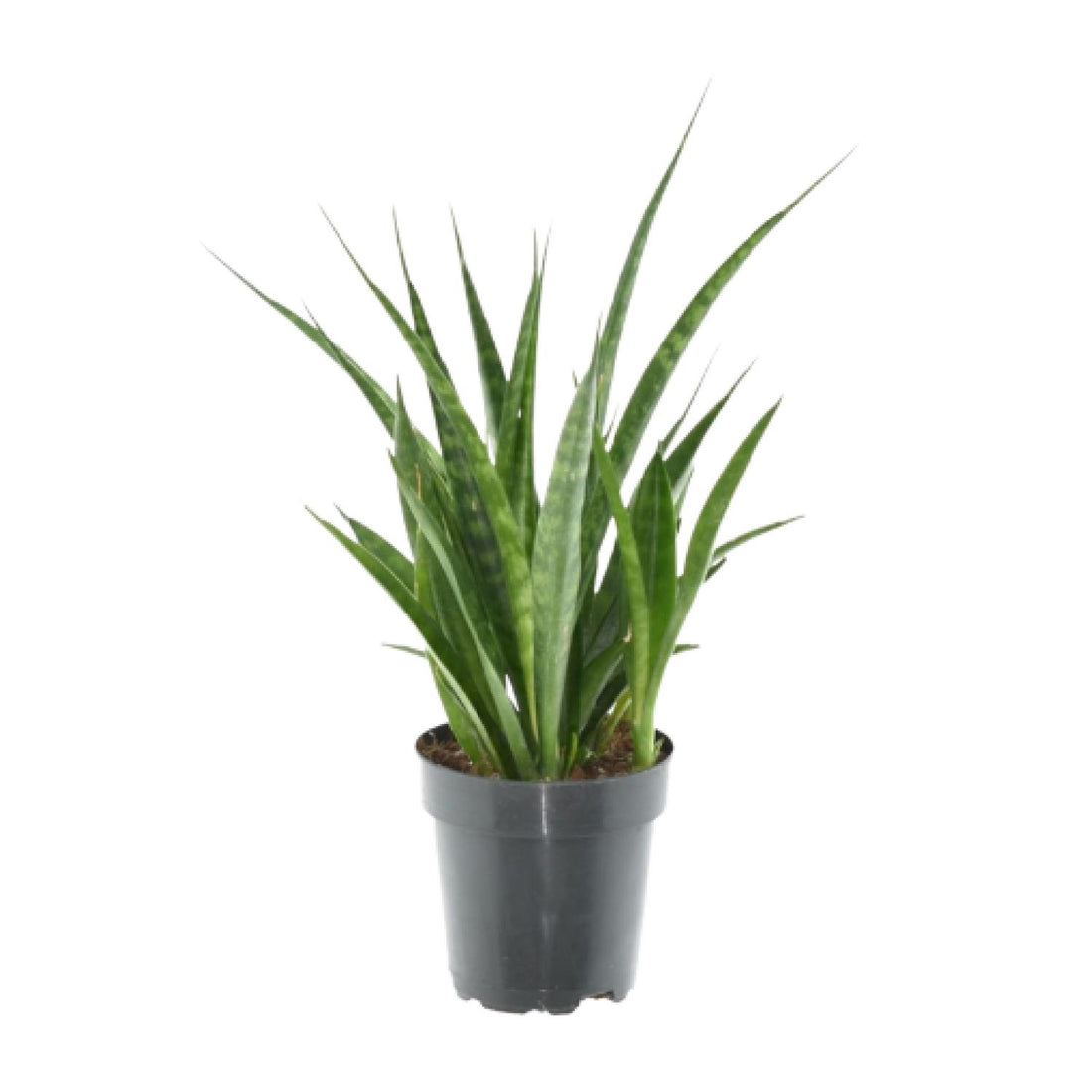 3× Sansevieria kirkii – Pflegeleichte Mini‑Bogenhanf‑Pflanzen