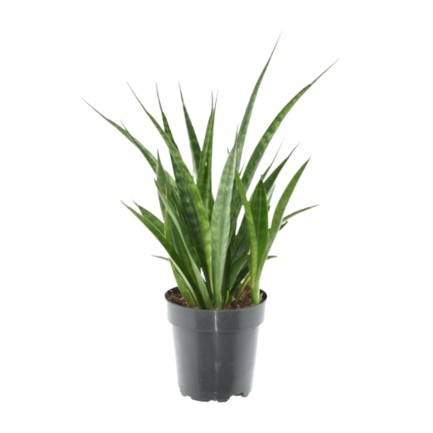 3× Sansevieria kirkii – Pflegeleichte Mini‑Bogenhanf‑Pflanzen