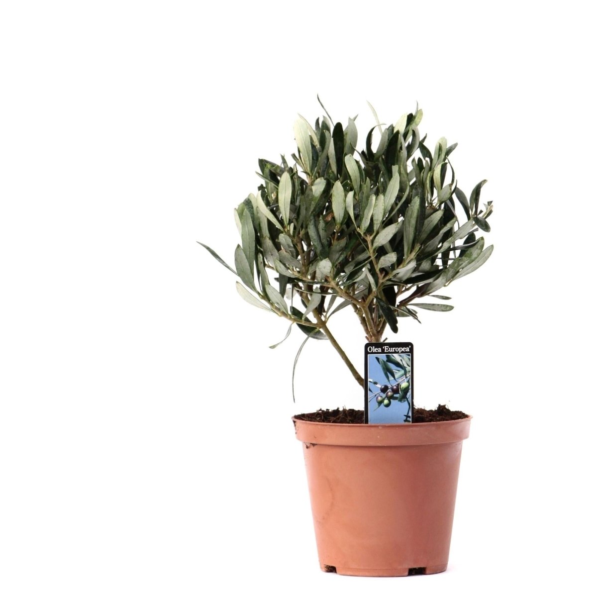 Olivenbäumchen kaufen – Olea europaea Stämmchen | Mini-Olive, Ø 13 cm, Höhe 21 cm - Wurzelwerk Design