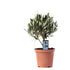 Olivenbäumchen kaufen – Olea europaea Stämmchen | Mini-Olive, Ø 13 cm, Höhe 21 cm - Wurzelwerk Design