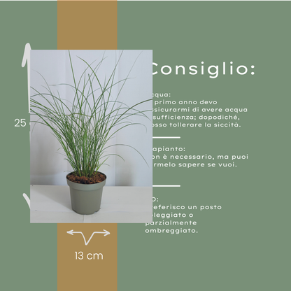 Chinaschilf Gracillimus kaufen | 3× Miscanthus, Ø 12 cm