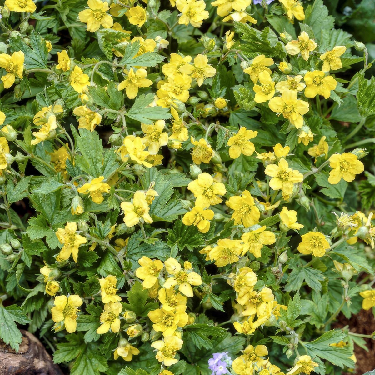 24x Waldsteinia ternata – Immergrüner Bodendecker für Beete &amp; Gehölzränder – Höhe 10–25 cm – Ø 9 cm - Wurzelwerk Design