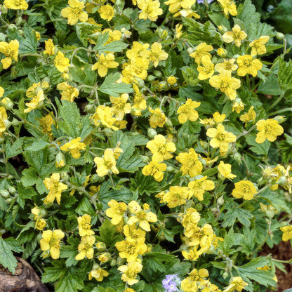 24x Waldsteinia ternata – Immergrüner Bodendecker für Beete &amp; Gehölzränder – Höhe 10–25 cm – Ø 9 cm