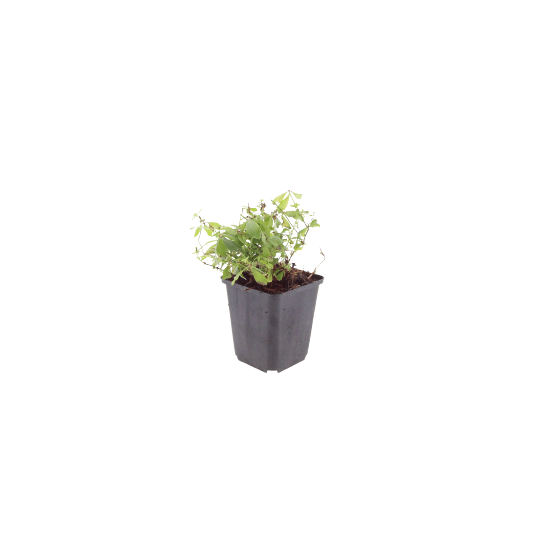 Everspring Galium odoratum Topf mit 6 Pflanzen, ca. 10-25 cm hoch, Durchmesser 9 cm, frische grüne Blätter und weiße Blüten