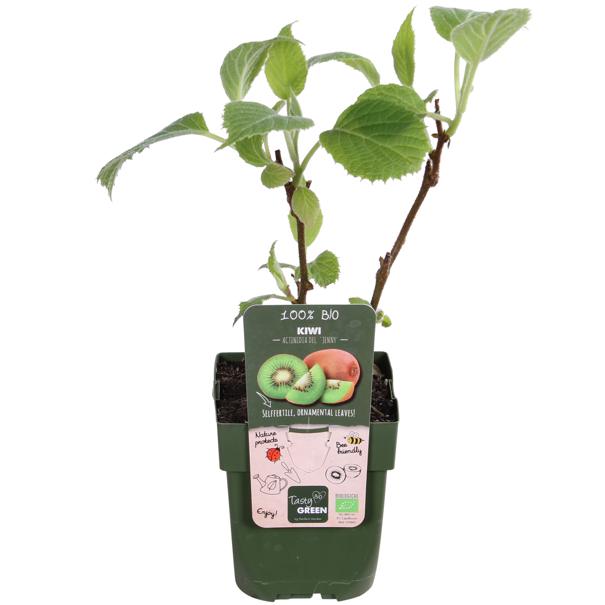 Kiwi Actinidia deliciosa &