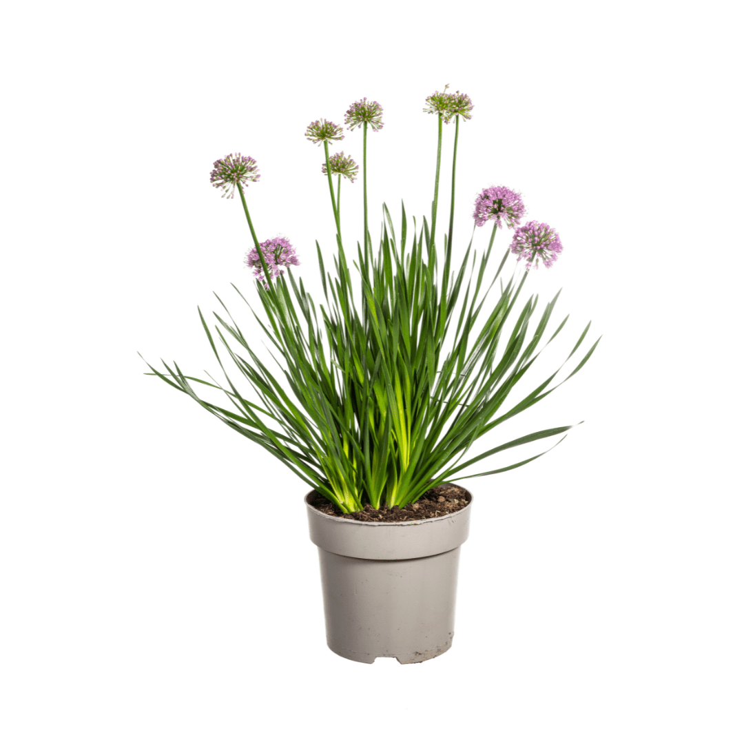 Allium ‘Millenium’ – Zierlauch im Ø19 cm Topf | Bienenfreundlich &amp; pflegeleicht - Wurzelwerk Design