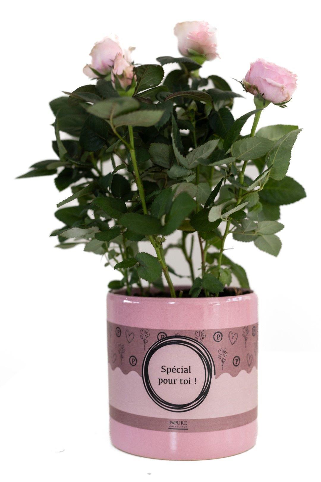 Everspring Rose Light Pink in P&amp;PURE Verpackung, Pflanze, Durchmesser 12cm, Höhe 30cm, zarte rosa Blüten
