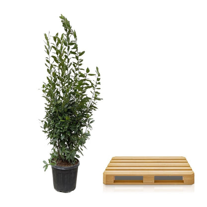 Laurus Nobilis Lorbeer - 210 cm - Ø 50 cm - Wurzelwerk Design