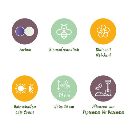 Blumenzwiebeln Camassia Leichtlinii Mix | 5 Stück Lila &amp; Weiß – Zwiebelgröße 12/14 – XXL Pack