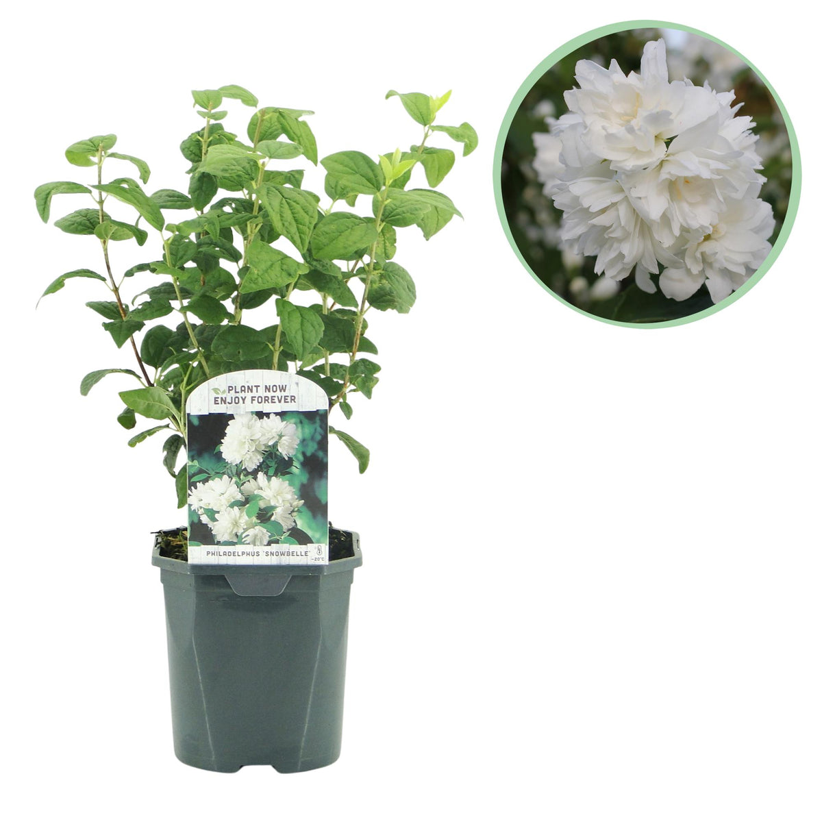 Bauernjasmin Philadelphus Snowbelle, blühende weiße Pflanze in Topf, laubabwerfend, wenig Pflege, 45cm hoch, Everspring