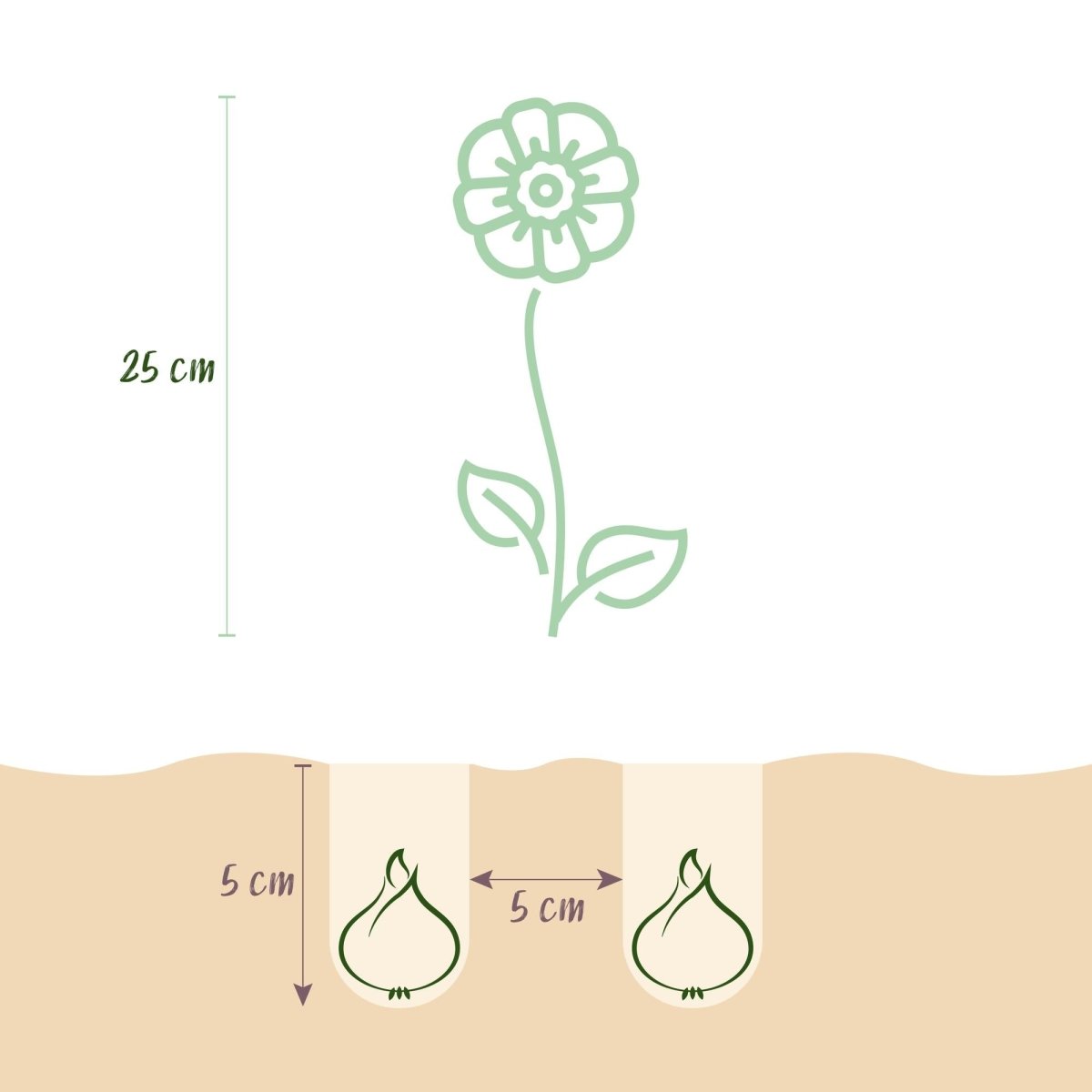 Blumenzwiebeln Eranthis Cilicica | 25 Stück Gelb – Zwiebelgröße 4/5 – XXL Pack - Wurzelwerk Design